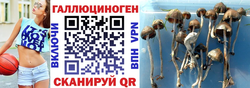 Купить где  Уссурийск  Галлюциногенные грибы Psilocybe 